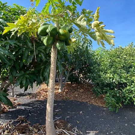 Casablanca El Hierro * Echedo